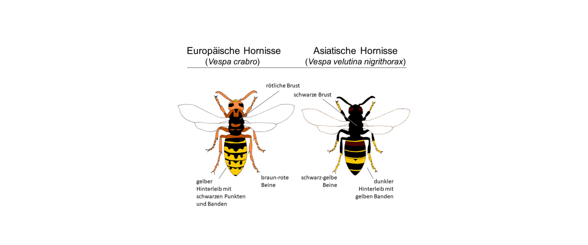 Asiatische Hornisse